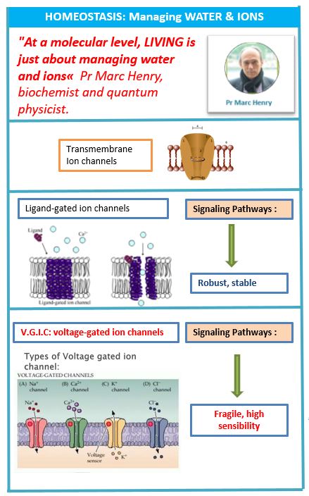 Two different kinds of ion channels: ligand-binding channels, very robust, and voltage dependant ion channels, very sensitive to EMF.